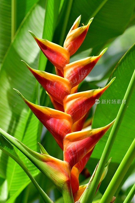 Heliconia /龙虾爪/巨嘴鸟峰